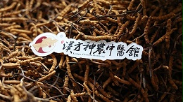 那曲天然冬虫夏草