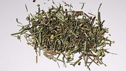 半枝莲