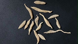 麦冬